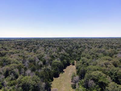 Neu Forest forest lot